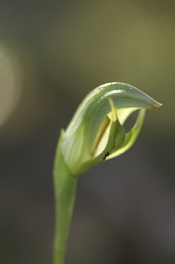 Pterostylis Curta